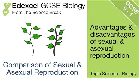 Edexcel Gcse Biology Advantages And Disadvantages Of Sexual And