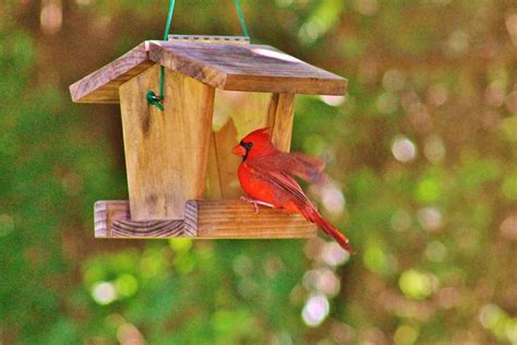 cardinal perched  birdhouse photograph  teresa blackwell