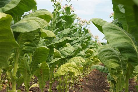 grow tobacco grow guides