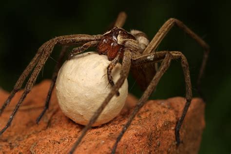 Nursery Spider With Egg Sack By Macrojunkie On Deviantart