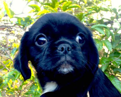 For Sale Pugalier Puppies Pug X Cavalier Black And Apricot