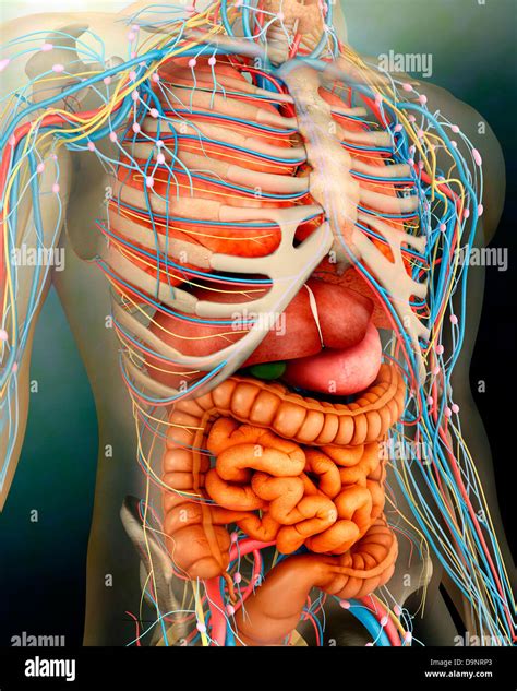 perspective view  human body  organs  bones stock photo alamy