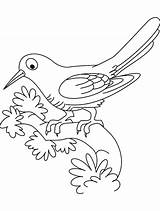Cuckoo Bird Coloring Pages Outline Eyed Google sketch template