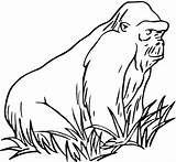 Gorilla Coloring Pages Grass Apes Colouring Gorillas Sheet Orangutan Drawing Color Print Mountain Printable Monkey Animals Baby Animal Ape Old sketch template