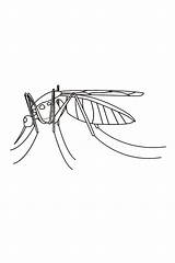 Coloring Mosquito Pages Printable Outline Adults Insect Kids Insects Flashcards Coloringbay Bestcoloringpagesforkids Flashcard Click sketch template