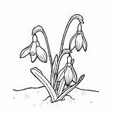 Sneeuwklokjes Tekeningen Blume Botanische Tekenen Ausmalbilder Bloemen Leuk Kids Winterse Voorjaar Leukvoorkids sketch template