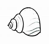 Conch Clipartmag Seashell sketch template