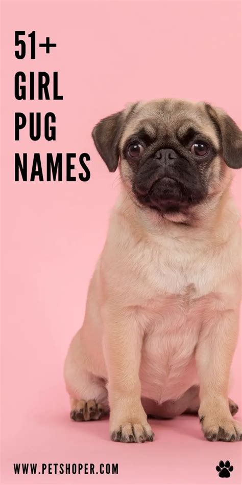 girl pug names   top female names petshoper