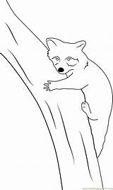 Coloring Raccoon Relaxing Tree Pages Coloringpages101 sketch template