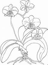 Orquídeas sketch template