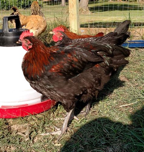 black sex link hen or rooster backyard chickens learn how to raise chickens