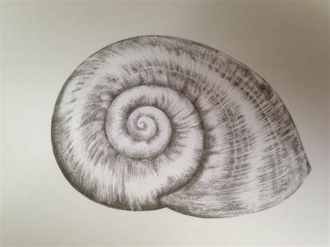 snail shell drawing  getdrawings