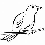 Canary Bird Coloring Pages Wild Female Getcolorings Perched Color sketch template