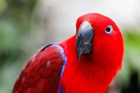 top  popular large parrots