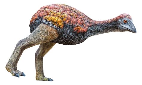 massive   largest extinct bird unianimal