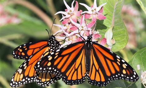 declining monarch butterfly populations may be hard to restore ars