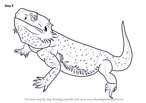 learn   draw  bearded dragon lizards step  step drawing