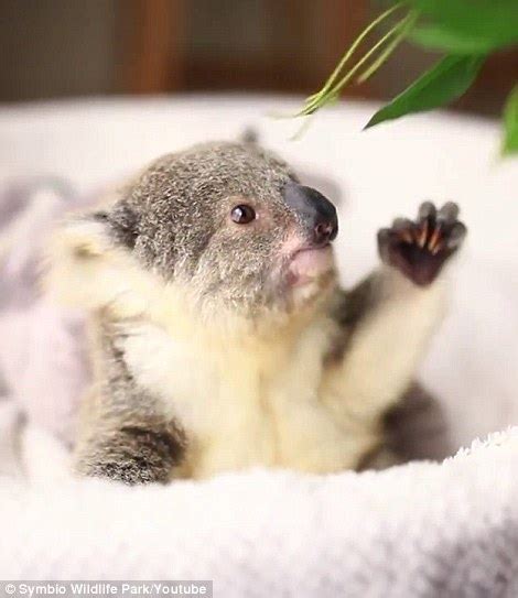 watch koala joey imogen munch on eucalyptus leaves in new video daily mail online