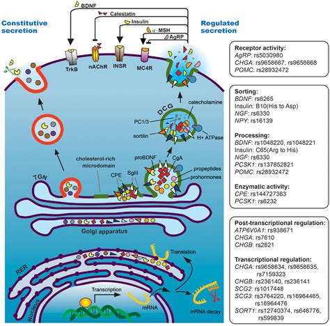 frontiers  regulated secretory pathway  human disease insights