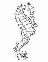 Seahorse Kleurplaten Zeedieren sketch template