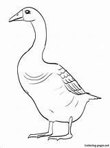 Coloring Goosebumps Pages Goose Slappy Printable Geese Flying Getcolorings Getdrawings sketch template