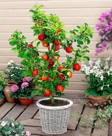 fruits  grow  containers  pots cultivo de arboles