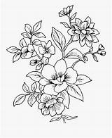 Line Flower Drawing Floral Transparent Clipart Clipartkey sketch template