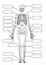 Esqueleto Humano Ossos Colorear Anatomia Completar Cuerpo Imagui Partes Huesos Desenho Atividades Pré Visualização Atividade Sistemas Esquelético Tudodesenhos Rascunho Anatomicos sketch template