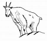 Capra Colorat Goat Desene Animale Planse Domestice Capre Iezi Prntable sketch template
