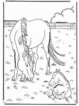 Fohlen Poulain Cheval Veulen Kleurplaten Pferd Foal Paard Animaatjes Kleurplaat Pferde Paarden Caballo Foals Coloriages Veulens Cavallo Puledro Potro Malvorlagen sketch template