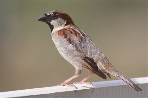 filehouse sparrow marjpg wikipedia