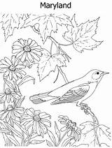 Coloring State Bird Flower Pages sketch template