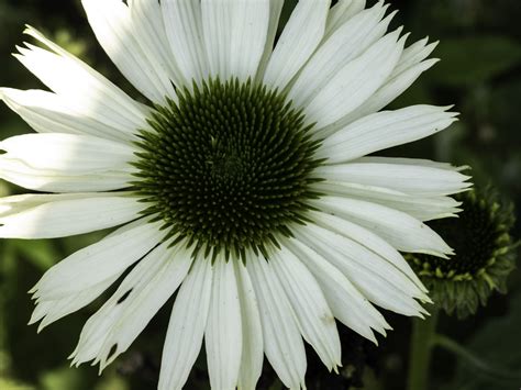 white flower  green core image  stock photo public domain