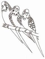 Coloring Pages Budgie Budgies Parakeet Getdrawings sketch template