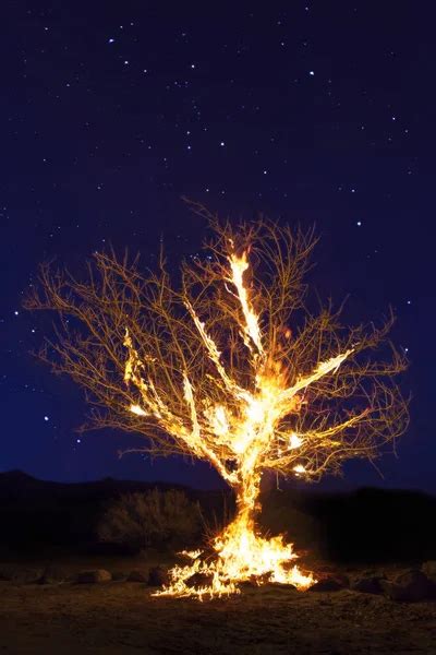 burning tree stock photo  curaphotography