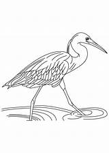 Coloring Heron Egret Pages Running Water Printable Getcolorings Designlooter Print 1000px 2kb sketch template