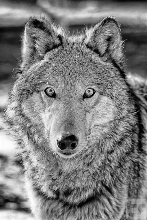 images  beautiful wolves  pinterest wolves  wolf  arctic wolf