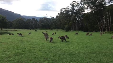 dumpertnl kangoeroe heeft pillen gesnoept