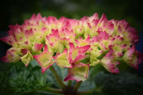 imagen gratis flor jardín verano flora naturaleza hoja planta rosa