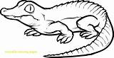 Nile Crocodile Coloring Getdrawings Drawing sketch template