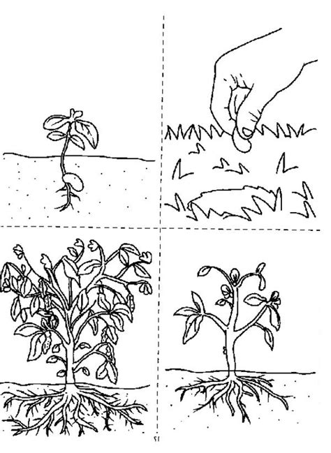 growing plants coloring page coloring sky