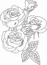 Bouquet Rose Roses Coloring Flower Color Drawing Sketch Luna Getdrawings Paintingvalley sketch template