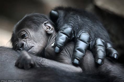 gorilla in the fist newborn sleeps on mother s chest
