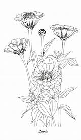 Coloring Flower Botanical Illustration Etsy Drawing sketch template