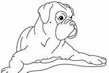 Coloring Pages Boxer Dog Pug Cute Little sketch template