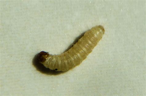 identification de larve