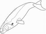 Whale Coloring Right Drawings Animals Orca sketch template