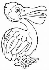 Pelican Coloring Pages Coloringway sketch template