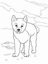 Dingo Coloring Pages Online Printable sketch template