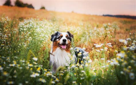 dogs  summer wallpapers wallpaper cave
